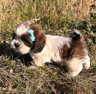 Cockatzu pups, View more