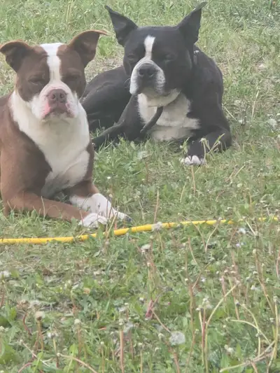 Male Black and white Boston Terrier, View more