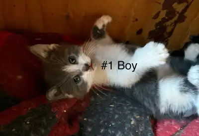 mousers seeking new home, View more
