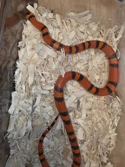 Honduran hypo tangerine Milsnake male, View more