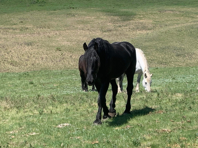 Percheron Stallion  in Horses & Ponies for Rehoming in Calgary