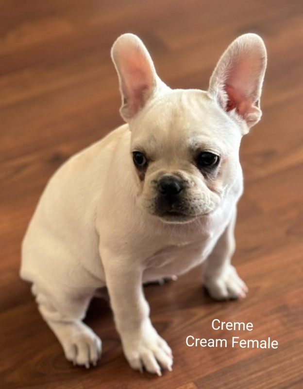 Ckc Registered French Bulldog Puppies in Dogs & Puppies for Rehoming in Edmonton - Image 3