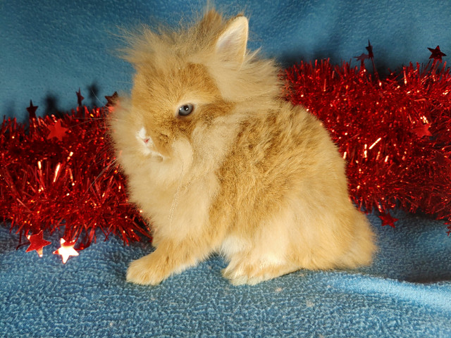 EXTRAORDINARY BLUE-EYED BABY NETHERLAND DWARF & LIONHEAD BUNNIES in Small Animals for Rehoming in City of Toronto