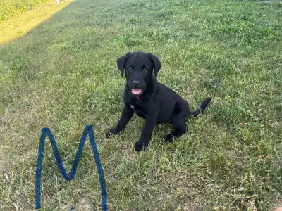Shepherd Labrador mix puppies, View more