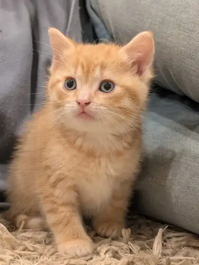 Beautiful tabby kittens now available!, View more