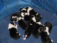 Border Collie Puppies For Sale
