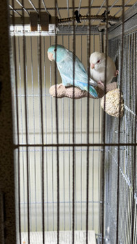 Parrotlet Pair