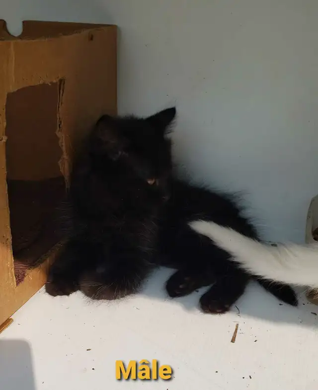 Chaton Poil long (50% Angora Turc, 25% Maine Coon, 25% Sibérien) in Cats & Kittens for Rehoming in Victoriaville - Image 4