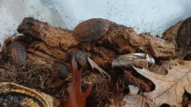 R oaches for sale (multiple species) feeders and pets in Reptiles & Amphibians for Rehoming in North Bay - Image 4