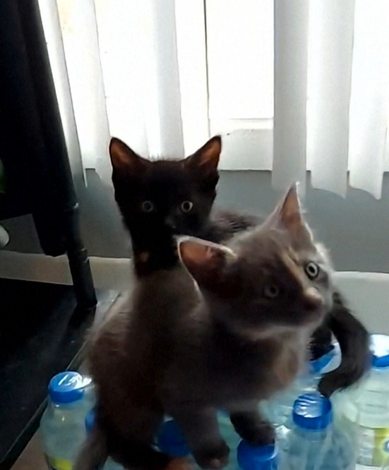 Chaton a vendre dans Chats et chatons à adopter  à Victoriaville - Image 4