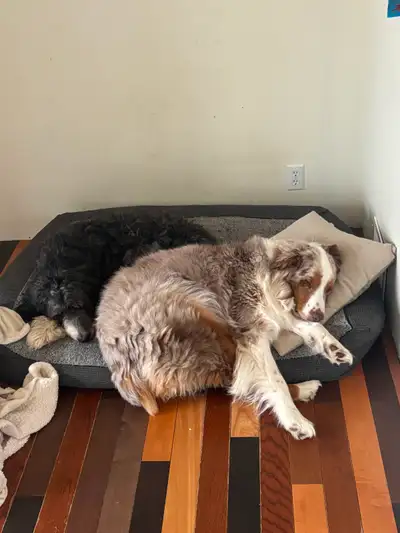 Sammie & Sadie — Bonded Pair Looking for Their Forever Home, View more