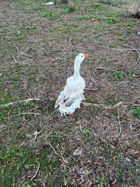 Sebastopol goose