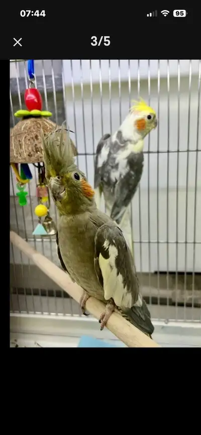 Couple de Cockatiels, View more
