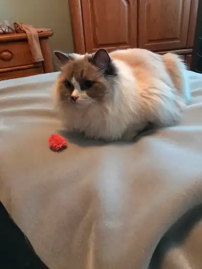 Adorable petite ragdoll blue point achetée chez un éleveur De très bonne qualité. Elle est très douc...