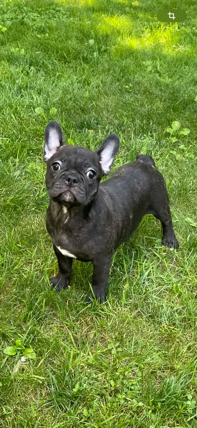 Boston Terrier  /Bouledogue Francais (Frenchton), View more