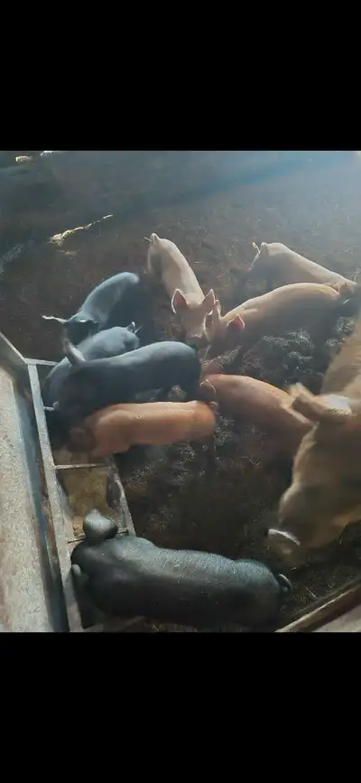 Heritage meat pigs , View more