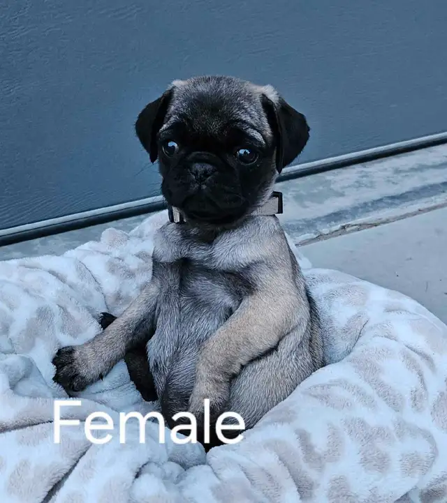 Pug Puppies in Dogs & Puppies for Rehoming in Portage la Prairie - Image 6