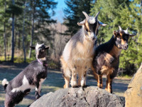 4 Nigerian dwarf goats (3 girls 1 fixed boy)