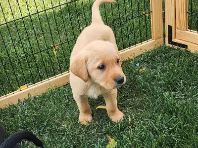 Purebred Lab puppies - ready to go home! Only black ones left!, View more