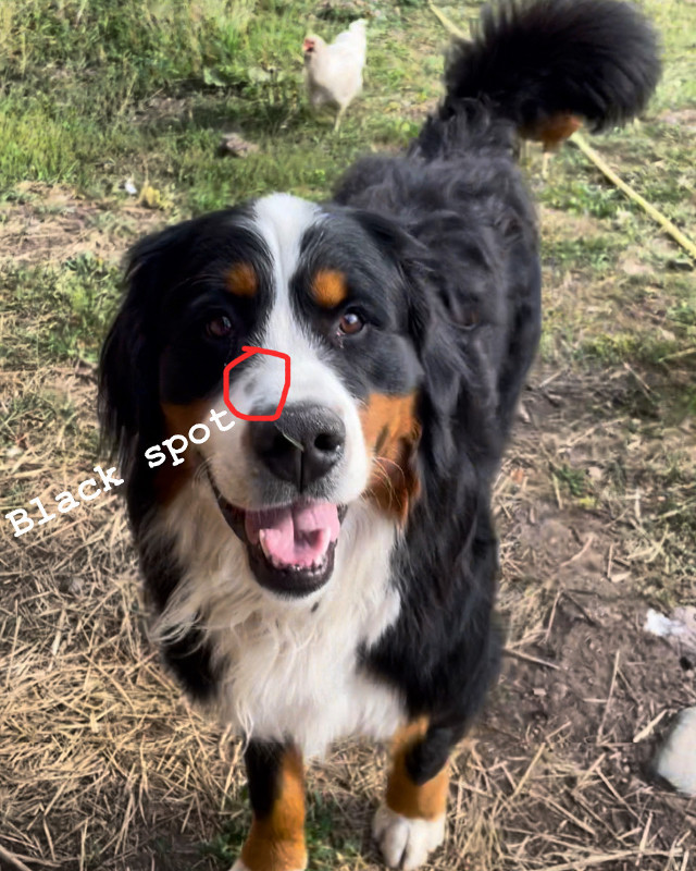 LOST BERNESE MTN DOG in Lost & Found in Smithers