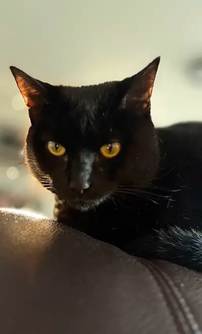 Domestic Shorthair Cat - Panther, View more