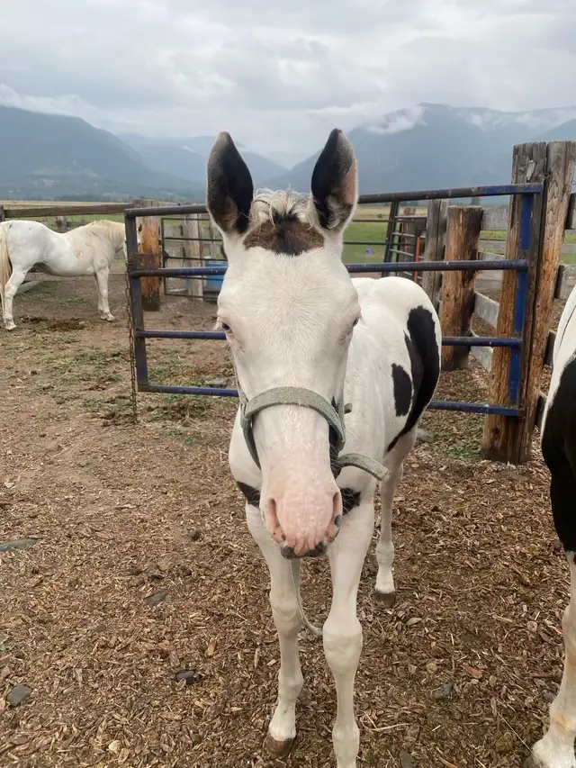 Gorgeous paint gelding in Horses & Ponies for Rehoming in Red Deer - Image 3