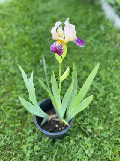 Iris plants perennial potted, View more