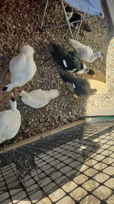 muscovy ducklings, View more