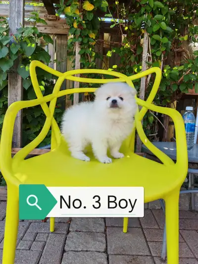 Toy-size Purebred Pomeranian puppies for sale, View more