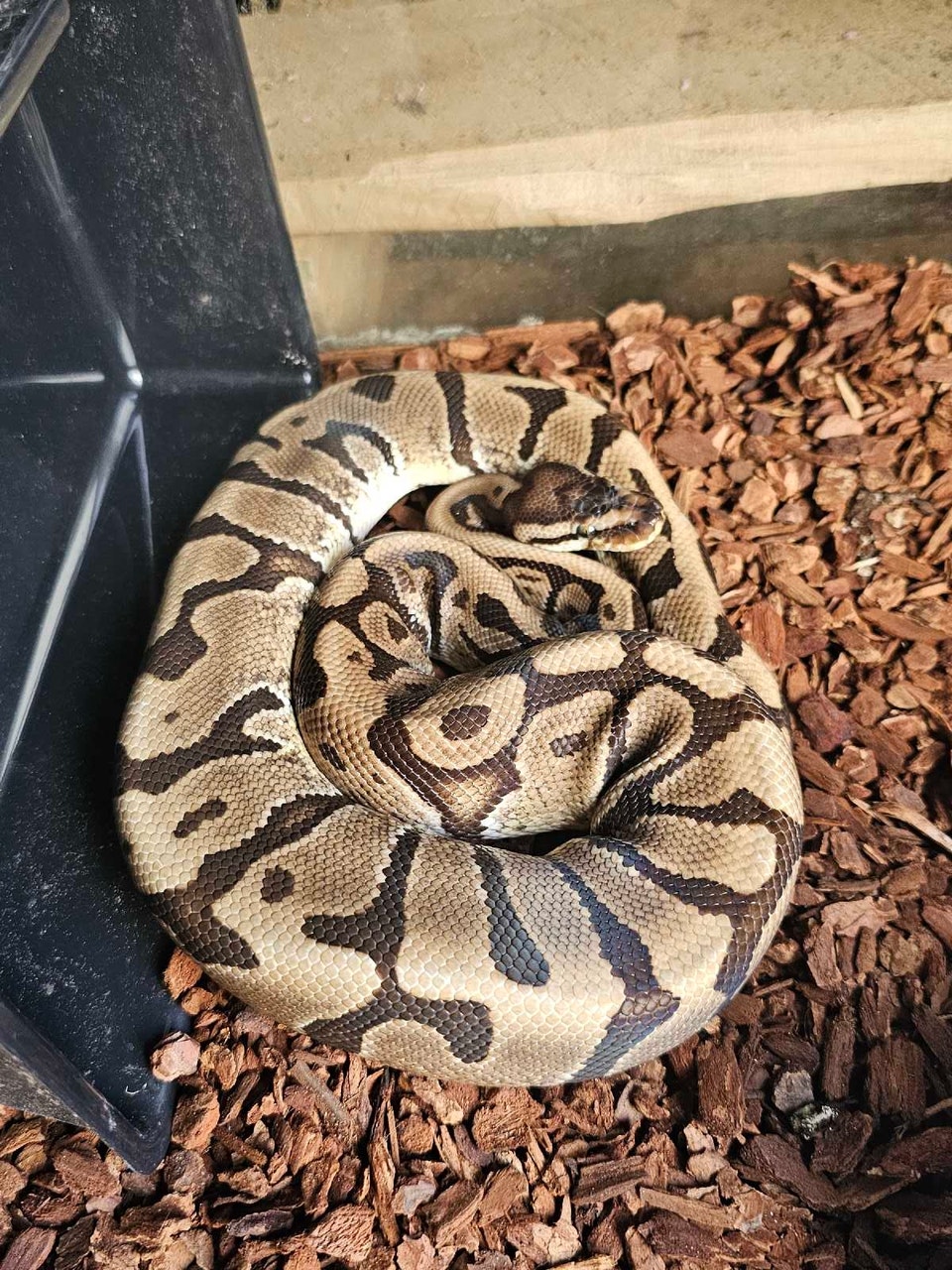 Ball Python | Reptiles & Amphibians for Rehoming | London | Free local ...