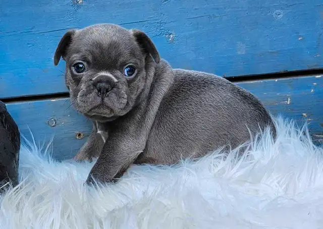 2 Female French Bulldog Puppies Ready June 20th! in Dogs & Puppies for Rehoming in Edmonton - Image 3