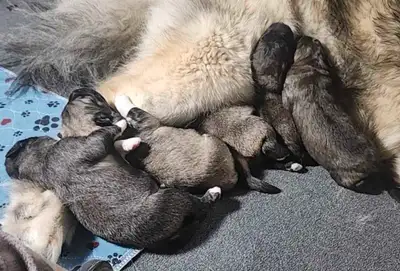 We are very happy our wonderful 100% (no Mixed in breeds) caucasion ovcharka puppies were born.The p...