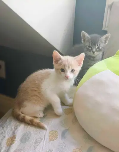 Sweet male kittens looking for home, View more