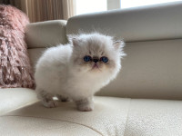 Gorgeous new arrivals! Exotic Persian kittens!