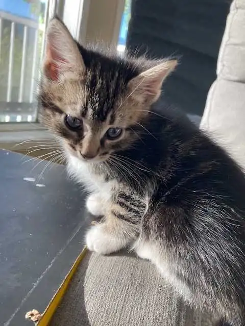 VERNON, BC $30-$190 PRICES NEGOTIABLE in Cats & Kittens for Rehoming in Vernon - Image 5
