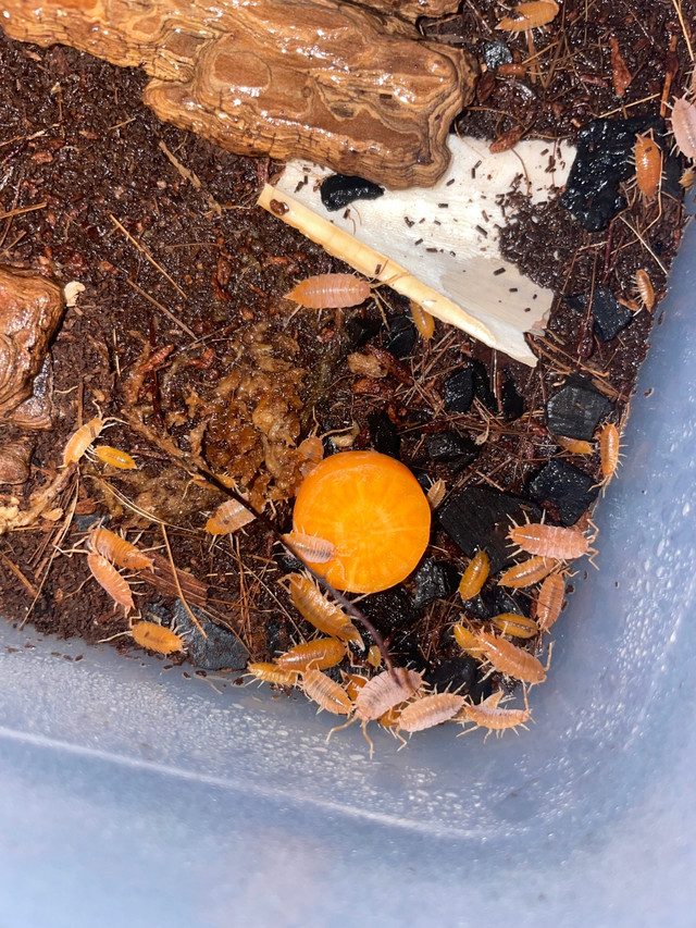 Porcellionides pruinosus powdered orange isopods  in Reptiles & Amphibians for Rehoming in Gatineau - Image 2