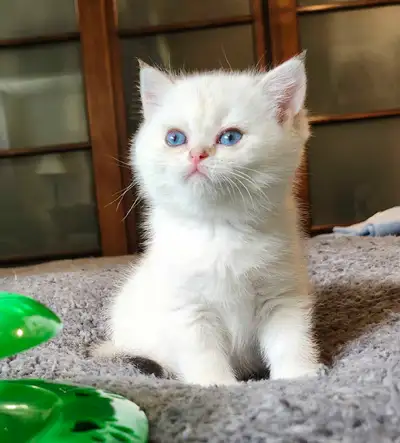 These adorable British Shorthair kittens, with their charming golden and silver chinchilla coats, ar...