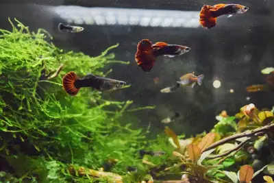 Guppies fries, Snail, plants!!! Read Description, View more