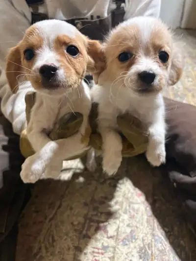 Cavanese Puppies, View more