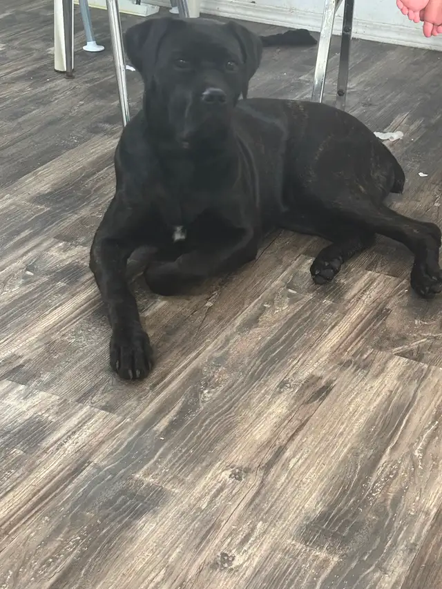 Cane corso English mastiff in Dogs & Puppies for Rehoming in Saskatoon - Image 3