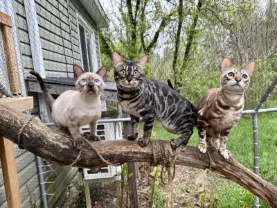TOP QUALITY BENGAL KITTENS, View more