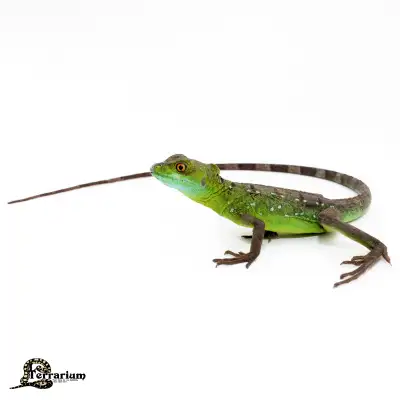 Basilic vert, View more