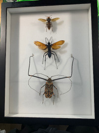 Cadre Décoratif Véritable insectes : Montage Pepsis wasp