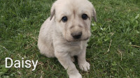 Turkish Kangal