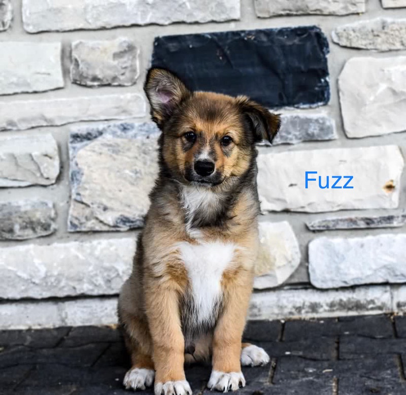 Adorable Shepherd/collie/cattle dog puppies! Dogs & Puppies for