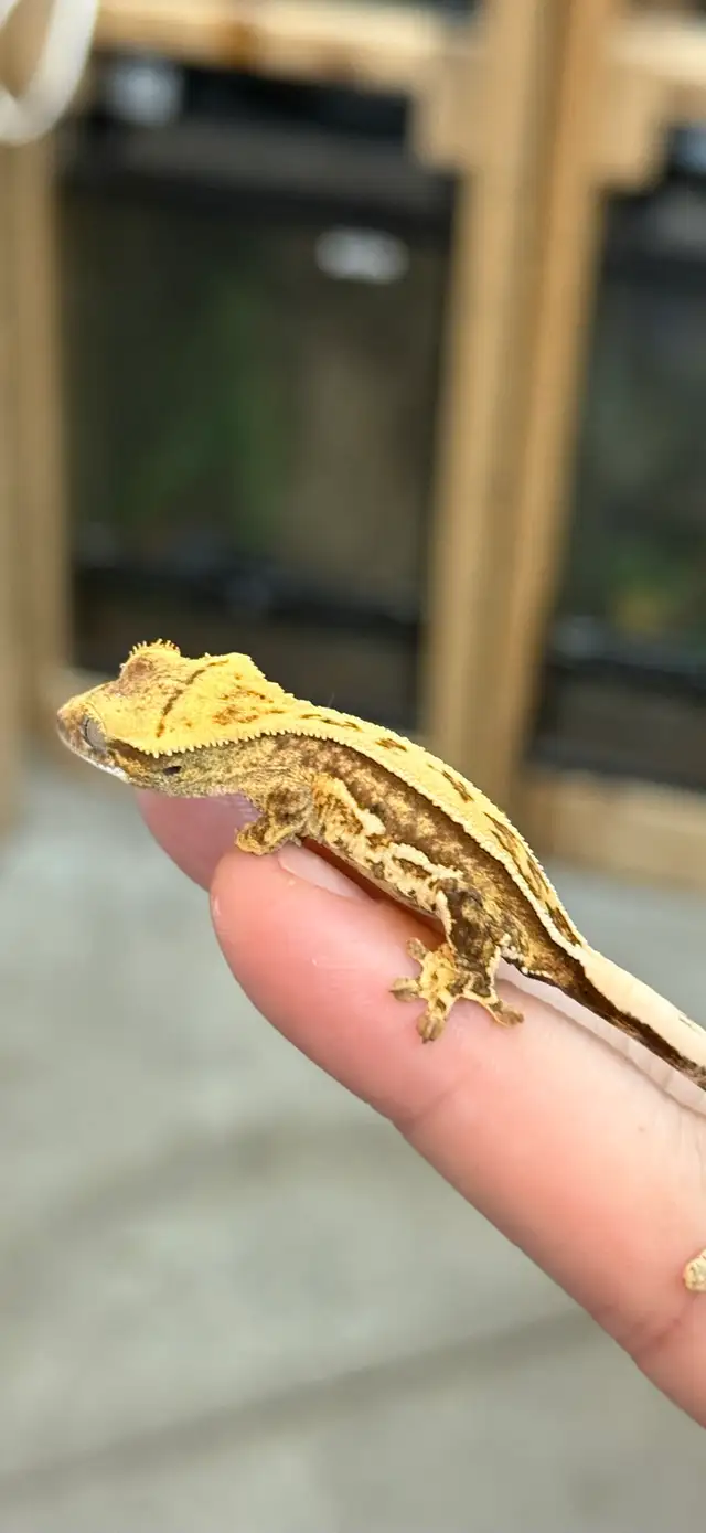 bébé gecko à crête in Reptiles & Amphibians for Rehoming in Laurentides - Image 6