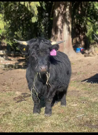 Mini highland cow for sale, View more
