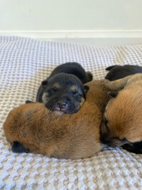 Purebred Shiba Inu Puppies