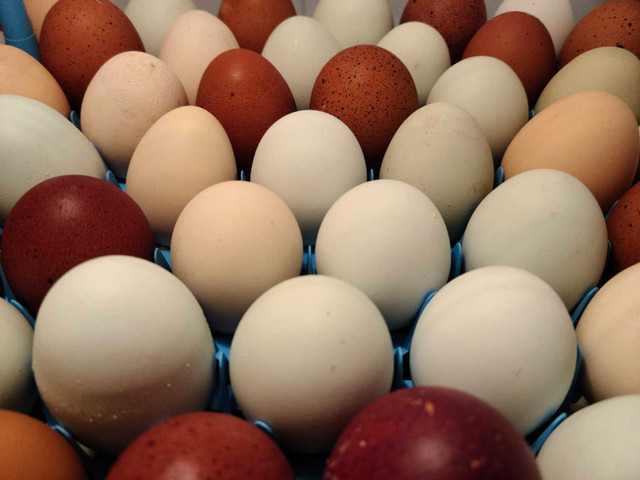 Organic Fresh Eggs $8 in Other in Kawartha Lakes