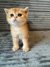 Purebreed Scottish straight kittens for sale